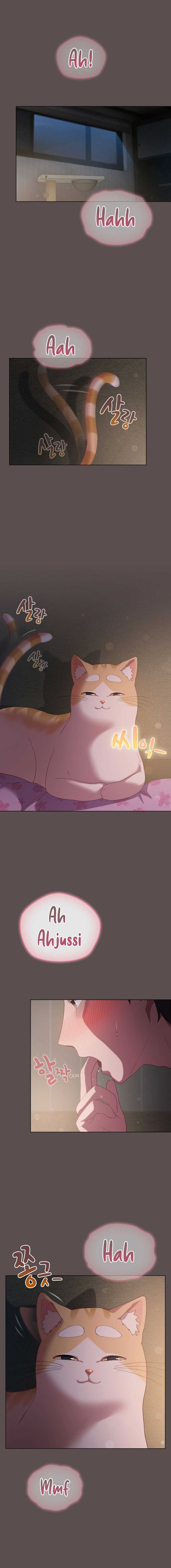 Maullidos de amor Capítulo 7 - Página 1